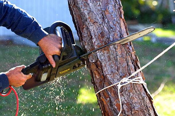 How Our Tree Care Process Works  in  Depew, NY