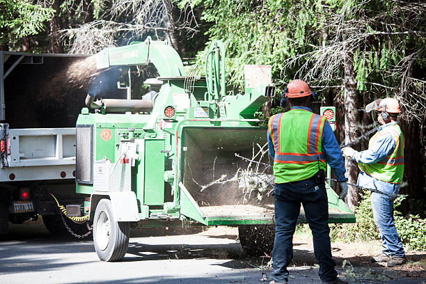 Best Residential Tree Removal  in Depew, NY