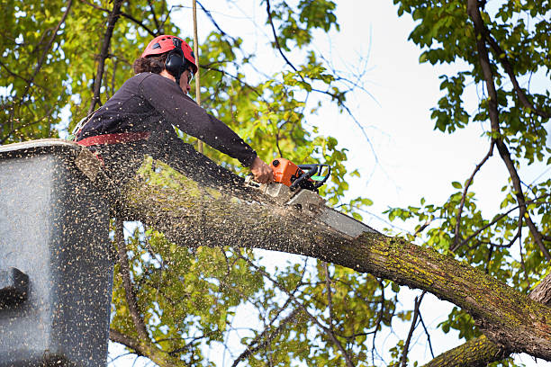 Best Tree Mulching  in Depew, NY