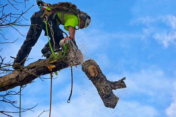 Professional Tree Removal Services in Depew, NY